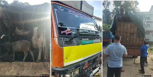 Cattle Smuggling